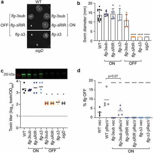 Figure 2. Mutations in flg RIR affect C. difficile motility and toxin production. (a) Representative image of swimming motility in soft agar medium of C. difficile R20291 (WT), flg-3sub ON and OFF, flg-ΔRIR ON and OFF, and flg-Δ3 ON and OFF, and sigD-null non-motile control, incubated for 48 hours. (b) Quantification of swimming motility after 48 h of strains in (a). (c) Immunoblot detection of TcdA and toxin titers after growth in TY broth. For immunoblot, a representative image of three independent experiments is shown. Green bands indicate TcdA detection; the red band is the 250 kDa protein in the molecular weight marker. Toxin titers of supernatants from overnight bacterial cultures were calculated as the reciprocal of the highest dilution that causes ≥80% rounding of Vero cells, expressed after log-transformation and normalization to OD600 of the cultures. (b, c) Each symbol represents one biological replicate, and dotted line represents the limit of detection. *p < 0.05 by one-way ANOVA with Dunnett’s posttest comparing values to flg-Δ3 ON. (d) Quantitative orientation-specific PCR of the flagellar switch in WT, flg-3sub ON, flg-ΔRIR ON, and flg-Δ3 ON mutants expressing recV (pRecV) or bearing vector. Means and standard deviations are shown. ****p < 0.0001, ***p < 0.001, **p < 0.01 by one-way ANOVA and Dunnett’s posttest comparing values to WT pRecV. p value for comparison of WT pRecV and flg-3sub ON pRecV was determined by unpaired two-tailed t-test. (b–d) Means and standard deviations are shown.