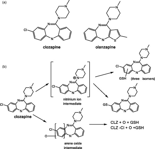 Figure 20. (a) Structures of clozapine and olazapine. (b) The bioactivation pathway of clozapine.