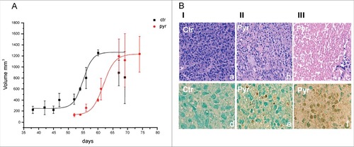 Figure 2. In vivo efficacy of a long-term pyruvate treatment. A) Time course of tumor masses growth in control (ctr) and daily treated mice (pyr). Tumor volumes were measured by caliper, following the formula (Width# Length# 0,54). B) Hematoxylin and eosin staining (panels a-c); Terminal dUTP Nick End-Labeling (TUNEL) assay (R&D systems) (panels d-f). Column I panel (a-d): picture of early necrosis, where single apoptotic cells are present; column II panel (b-e): picture of late apoptosis associated to an initial necrotic process; column III, panel c-f: massive cellular death to extensive apoptotic and necrotic processes.