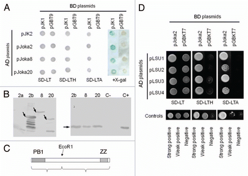 Figure 1 Interactions of UP9C and LSU proteins. (A) The pJK1 and pJK2 plasmids contain UP9C in the BD- and AD-vectors, respectively. The yeast strains co-transformed with indicated BD- and AD-plasmids were grown on selective media without leucine and tryptophan (SD-LT), leucine, tryptophan and adenine (SD-LTA), leucine, tryptophane and histidine (SD-LTH) or were screened for β-galactosidase expression (+X-gal). (B) The protein gel blot shown on the left-hand side verifies expression of the GST-fusion proteins in the extracts from bacteria producing GST-ZZ (2b), GsT-Joka8 (8) and GST-Joka20 (20); the GST-PB1 protein was not detected. The protein gel blot shown on the righthand side shows results of the “pull-down” assay performed as described in Materials and Methods. The results confirm interaction of UP9c with Joka8, Joka20 and the ZZ domain of Joka2; the extract containing His-tagged UP9C protein (C+) was loaded as a positive control and the arrows indicate the positions of the proteins corresponding to the expected sizes of the recombinant proteins: GST-ZZ (54.5 kDa), GST-Joka8 (66.5 kDa), GST-Joka20 (42 kDa) and His-UP9C (17.2 kDa). (C) The scheme of the protein (truncated NpJoka2) encoded by the insert present in pJoka2. The position of EcoRI used for the subcloning is shown and the domains PB1 and ZZ are indicated. (D) The pJK11 plasmid contains the insert as pJoka2 but in pGAD424. Plasmids pLUs1–4 contain the corresponding orfs (LSU1–4 from Arabidopsis) cloned into pGBT9. The remaining explanations as in (A).