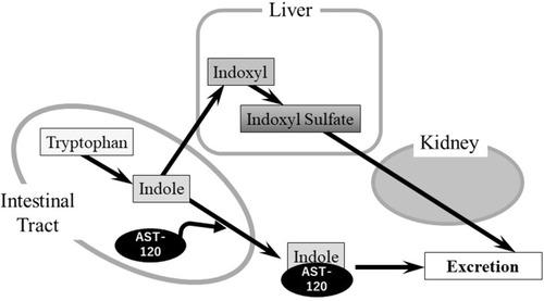 Figure 2 Metabolism of indoxyl sulfate and the beneficial effect of AST-120.