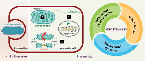 Figure 1. Mitostemness: A new therapeutic dimension in cancer stem cells. The new term mitostemness designates the mitochondria-dependent signaling functions that, anciently rooted in the engulfment of free-living α-proteobacteria by eukaryotic host cells approximately 1.5 billion years ago, now drives CSC self-renewal and fate specification. The mitostemness traits, namely mitonuclear communication [Citation1], mitoproteome components [Citation2], and mitochondrial fission/fusion dynamics [Citation3], could be therapeutically exploited to target the CSC state in tumors.