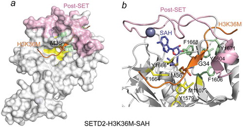 Figure 2. Structural basis for entrapping H3K36M in the SETD2 active site. (a) The crystal structure of the SETD2 catalytic domain (SET in white and Post-SET in pink) in complex with the H3K36M peptide (orange) and SAH (blue). SETD2 CD is shown in a surface model with the K36M-binding pocket residues and the G34-binding site residues colored yellow and light green, respectively. (b) A close view of the ribbon diagram of the H3K36M-CD-SAH complex structure. PDB ID code: 5JJY [Citation70].