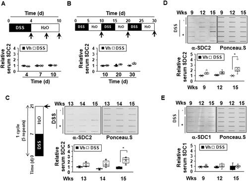 Figure 1 The extracellular shedding of syndecan-2 occurs during chronic inflammation. (A and B) Seven-week-old C57BL/6 mice were administrated with 3% (A) or 2% (B) DSS (n=6 mice per group) and sacrificed for the indicated periods of time. Mice serum were collected and analyzed by slot blotting with anti-syndecan-2 polyclonal antibody. Quantitative analysis of shed syndecan-2 levels in mice serum were performed using box-whisker plot. The shed syndecan-2 level in vehicle mice was used as a control. (C) Administration of 2% DSS for a week and two weeks of recovery phase was 1 cycle and repeated this cycle for 5 times. Mice serum from indicated time points were collected and analyzed by slot blotting with anti-syndecan-2. Protein loading in blots were determined by Ponceau S staining. Box-whisker plot represented the level of shed syndecan-2 (SDC2) using shed syndecan-2 level of vehicle as a control. (D and E) Administration of 2% DSS was performed as described in (C). Mice serum from indicated time points were collected and analyzed by slot blotting with anti-syndecan-2 (D) and anti-syndecan-1 antibody (E). Box-whisker plot represented the level of shed syndecan-2 (SDC2, (D) and −1 (SDC1, (E) using shed syndecan-2 and −1 level of vehicle as a control. *p < 0.05.