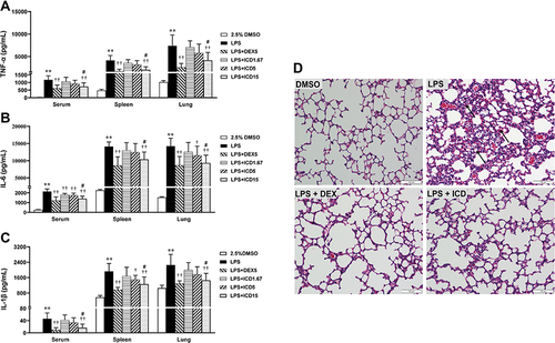 Figure 4 Isocorydine exerts an anti-inflammatory effect in LPS-challenged mice and changes in lung tissue (n = 8). Serum, spleen, and lung samples were collected from LPS-challenged mice at 3 h after isocorydine (ICD, 1.67, 5 and 15 mg/kg) injections. The levels of TNF-α (A), IL-6 (B), and IL-1β (C) were determined in the serum, spleen, and lung using respective ELISA kits (n = 8). Lung histological changes were observed at 3 h after LPS injection. Representative images of hematoxylin and eosin-stained sections of lung tissues from the 2.5% DMSO, LPS, LPS + DEX and LPS + ICD groups are shown (D), indicating that treatment with ICD strongly ameliorates LPS-challenged lung edema, hemorrhage, and alveolar collapse. Bar = 100 μm **p < 0.01 vs 2.5% DMSO; †p < 0.05, ††p < 0.01 vs 30 mg/kg LPS; #p > 0.05 vs 5 mg/kg DEX.