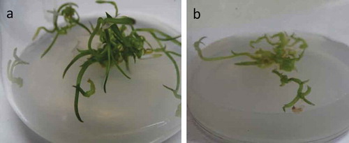 Figure 1. In-vitro plant growth assay of Cymbidium aloifolium colonized by P. indica (a) compared to uncolonized plantlets, control (b) for 45 days of growth assay.