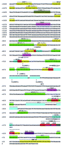 Figure 4. Sequence analysis of the human TRAIL gene promoter. Putative binding sites indicated by highlights above the appropriate sequences. Nucleotides contained in two or more putative binding sites are highlighted in red. Binding sites that have been empirically demonstrated to affect TRAIL promoter activity in experiment are bolded. Vertical lines below the sequence indicate SNPs. TRAIL sequence obtained from Accession number AF178756.