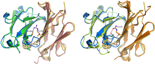 Figure 5. Crystallographic analysis of engineered DuetMabs. (a) Crystal structure of the Fab fragment in engineered variant #33 (CH1 A141D, Cλ T117R, PDB ID 8TJF) and (b) engineered variant #34 (CH1 A141E, Cλ T117R, PDB ID 8TI4) in structural alignment with the wild-type IgG1 CH1:Cλ complex (PDB ID 4LLD). RMSD values in these alignments were 0.669 Å and 0.577 Å, respectively. Dotted lines highlight hydrogen bonds present in engineered salt bridge interactions (A141D/T117R, 2.6 Å; A141E/T117R, 3.1 Å).