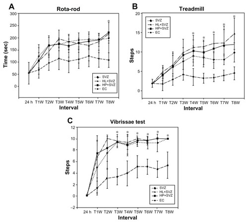 Figure 3 Analysis of behavior functional tests including (A) rotarod, (B) treadmill, and (C) vibrissae stimulated forelimb placing test after middle cerebral artery occlusion injury. Animals were subjected to injury alone, or injury-subjected animals were transplanted with subventricular zone neural progenitor cells alone, hydrophilic carbon nanotubes impregnated with subventricular zone neural progenitor cells, or hydrophobic carbon nanotubes impregnated with subventricular zone neural progenitor cells.Notes: *P < 0.05 compared to the experimental control group.Abbreviations: EC, experimental control; h, hours; HL + SVZ, hydrophilic carbon nanotubes impregnated with subventricular zone neural progenitor cells; HP + SVZ, hydrophobic carbon nanotubes impregnated with subventricular zone neural progenitor cells; SVZ, subventricular zone neural progenitor cells alone; W, weeks.