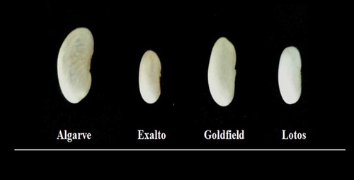 Figure 1. Seeds of the four examined bean cultivars.Figura 1. Semillas de los cuatro cultivares de frijoles examinados.