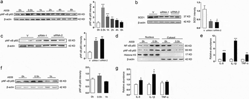 Figure 4. The effects of A939 on the NF-κB signaling pathway in Colo205 cells. (a) A939 (0.2 μM) induced phosphorylation of NF-κB p65 in Colo205 cells, evaluated by western blot and densitometric quantification. Cells were incubated with A939 for the indicated number of hours. (b-c) SCD1 siRNA transfection induced phosphorylation of NF-κB p65 in Colo205 cells. The protein levels of SCD1 were reduced after the cells were treated with SCD1 siRNA (10 nM) for 48 h, as shown by densitometric quantification (b). The levels of phosphorylated NF-κB p65 were increased after siRNA transfection, as shown by densitometric quantification (c). (d) A939 induced nuclear translocation of NF-κB p65. Colo205 cells were collected 0.5 h after A939 (0.2 μM) treatment. Nuclear and cytosolic fractions were analyzed by western blot. Relative levels of pNF-κB p65 and total NF-κB p65 were normalized to Histone H3 or β-actin. (e) A939 (0.2 μM) induced mRNA expression of inflammatory cytokines in Colo205 cells, as detected by Q-PCR. Cells were incubated with A939 for 48 h. (f) A939 (0.2 μM) did not induce phosphorylation of NF-κB p65 in SKOV3 cells, as evaluated by western blot and densitometric quantification. Cells were incubated with A939 for the indicated number of hours. (g) The mRNA expression levels of inflammatory cytokines in SKOV3 cells after A939 (0.2 μM) treatment for 48 h, as detected by Q-PCR.*P < .05, **P < .01, ***P < .001 vs. vehicle group, Student’s t-test, n = 6