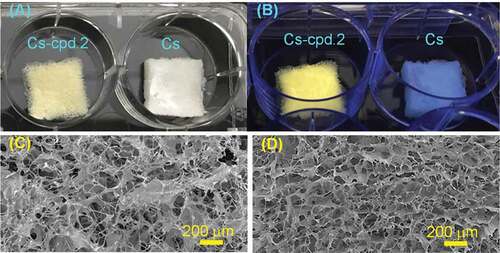 Figure 5. (A) Photographs of the Cs-cpd.2 and Cs dressings; (B) Cs-cpd.2 dressing emitting fluorescence under UV irradiation; (C) SEM image of the Cs-cpd.2 dressing; (D) SEM image of the pure Cs dressing.
