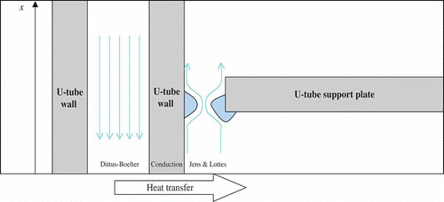 Figure 4. Pressure losses and heat transfer around the tube support plates.