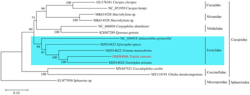 Figure 3. The phylogenetic tree resulting from maximum likelihood analysis. Numbers at the nodes represent bootstrap percentages. The following sequences were used: Cucujus clavipes GU176341 (Song et al. Citation2010); Cucujus kempi NC_051939, Macrophyliota sp. MK614528, Macrophyliota sp. MK614529 (Jin et al. Citation2020); Carpophilus dimidiatus NC_046036, Epuraea guttata KX087289 (Chen et al. Citation2020); Aulacochilus grouvellei NC_056919 (Liu et al. Citation2021); Episcapha opaca MZ014623, Tritoma metasobrina MZ014622, Neotriplax arisana MZ014624 (Liu et al. Citation2021); Coccidophilus cariba MN447521 (Nattier and Salazar Citation2019); Vibidia duoecimguttata MT114193 (Yan et al. Citation2020); Sphaerius sp. EU877950 (Sheffield et al. Citation2008).
