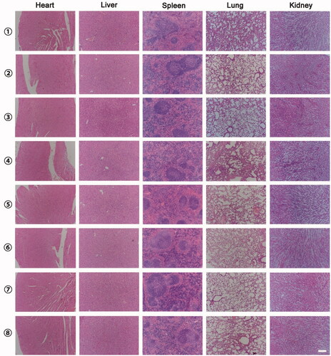 Figure 6. Representative H&E-stained slices images of major organs in each group at the end of the experiment (①NS; ②Lip(PFTBA); ③Lip(PTX); ④Lip(PFTBA + PTX); ⑤NS + RT; ⑥Lip(PFTBA)+RT; ⑦Lip(PTX)+RT; ⑧Lip(PFTBA + PTX)+RT (bar =200 μm).