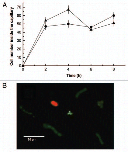 Figure 5 (A) Effect of A22 on cyanobacteria cell motility effected by 20 ng of lichen lectin in terms of the number of single cells inside the capillary. Two different concentrations of phalloidin were included in the buffer, 20 µM (triangles) and 100 µM (data not shown) whereas the buffer of the control assay (circles) did not contain the inhibitor. (B) Fluorescence micrographs of Nostoc cells inside the capillary containing 20 ng of FITC-labeled lichen lectin in the presence of 20 µM A22 revealed with 0.19 µM FITC-phalloidin.