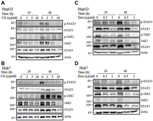 Figure 6 Assessment of the expression of PTP4A3-related molecules after cisplatin or doxorubicin stimulation. The levels of phospho (p)-STAT3, STAT3, p-JAK2, JAK2 and STAT5 in HepG2 (A and C) and Huh7 (B and D) cells were determined with various doses of cisplatin (Cis, 0–10 μg/mL, (A and B) or doxorubicin (Dox, 0–1 μg/mL, (C and D) using Western blotting. The levels of p-STAT3, STAT3, p-JAK2, JAK2 and STAT5 were obviously decreased with cisplatin or doxorubicin treatment.