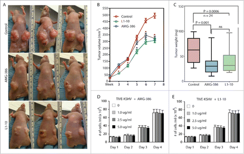 Figure 5. AMG-386 and L1-10 inhibit tumor growth in nude mice. Equal numbers (5 × 106 per injection site, 2 sites per mouse) of TIVE-KSHV cells were subcutaneously injected into 4 week old female nude mice. One week after inoculation, the mice were treated with placebo (PBS), AMG-386, and L1-10 twice a week at 2.5 mg/kg body mass respectively by subcutaneous injection. A, representative tumors in 3 mice from each group at 8 weeks post inoculation. B, average tumor volumes (length x width x height) with standard error of the mean (SEM) values from 24 tumors in 12 mice per group, which were measured once a week and over a period of 8 weeks. Unpaired student t test was conducted to determine the statistical significance of differences between the control and treated mice. Differences with P < 0.05 are indicated with a star. C, average weights of 24 tumors from each group of mice, which were collected at the end of experiment. Unpaired student t test was conducted to compare the different groups of mice. Differences between the control mice and those treated with AMG-386 or L1-10 are statistically significant with P values smaller than 0.05. No significant (ns) difference is seen between treatment with AMG-386 and L1-10. D and E, proliferation rates of TIVE-KSHV cells in culture in the presence of different doses (0, 1.0 µg/ml, 2.5 µg/ml, and 5.0 µg/ml) of AMG-386 and L1-10, respectively. Equal numbers (2 × 104/well) of TIVE-KSHV cells were seeded in each well of 12-well plates on day 0, and counted every 24 hours with a hemocytometer. The average number from 2 readings per well and 3 well per dose was calculated and used for the comparison.