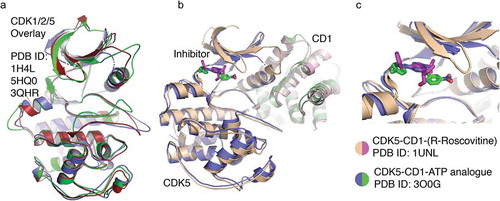 Figure 2. Targeting of CDK5. (a). Structural overlay of CDK5 (1H4L) with its closest structural homologs CDK1 and CDK2. (b). Structural overlay of CDK5 with cyclin D1. (c). Structural overlay of CDK5 with the inhibitors R-roscovitine (1UNL) and ATP analogue, {4-Amino-2-[(4-chlorophenyl)amino]-1,3-thiazol-5-yl}(3-nitrophenyl)methanone (30OG). High magnification view is shown of the CDK5 active site in which R-roscovitine and the ATP analog bind.