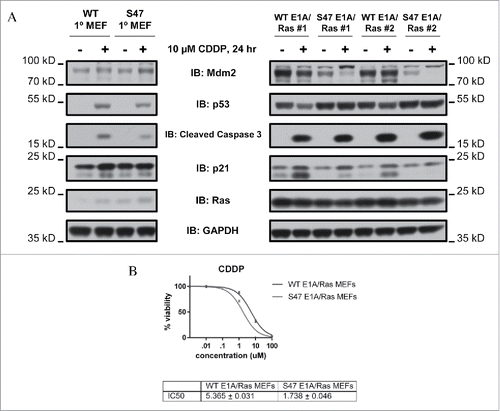 Figure 1. S47 MEFs transformed with E1A and Ras show increased sensitivity to cisplatin. A. Primary and E1A/Ras transformed MEFs were treated with 10 μM cisplatin for 24 hours. Cells were immunoblotted for Mdm2, p53, cleaved caspase 3, p21, Ras, and GAPDH (loading control). The data are reflective of 2 independent clones each of E1A/Ras transformed MEFs (#1 and #2). Cisplatin: CDDP. MEF: mouse embryo fibroblast. The depicted data are representative of 3 independent experiments. B. Cytotoxicity profile for cisplatin (CDDP) in WT and S47 E1A/Ras transformed MEFs. The data depicted are the average results from 2 independent clones of both WT and S47 cells, each performed in triplicate.