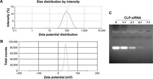 Figure 3 Characterization of XY-4/Bcl-xl siRNA co-loaded cationic liposomes. (A) Size distribution; (B) zeta potential; (C) siRNA retarding assay.