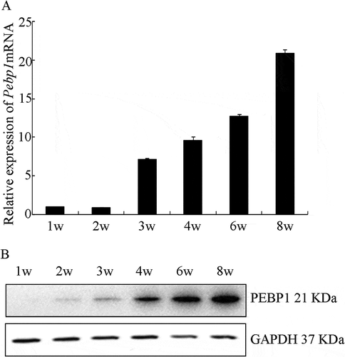 Figure 3. Expression characterization of PEBP1 during testis development. (A) RT-qPCR analysis was used to detect Pebp1 mRNA in developing postnatal mouse testes. The relative expression of Pebp1 at different stages of testis development was compared to 1 week (w). Gapdh was used as an internal control. Data are expressed as the mean± SEM (n = 4). (B) PEBP1 protein expression was detected by Western blot analysis. GAPDH (36 kDa) was used as an internal control.
