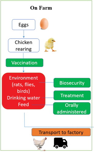 Figure 1. The Flow chart illustrates steps in chicken production on farms. Red steps indicate points at which Campylobacter spp. can pose a risk. Green steps indicate points at which Campylobacter spp. can be controlled. Orange steps indicate the possibility of risk/control, which depends on behaviour/actions