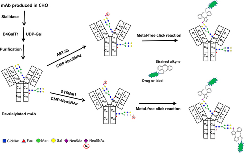 Figure 1. Overview of the conjugation to antibody glycans using sialyltransferases with different specificities. The mAbs are produced in CHO cells and a sialidase is used to remove the sialic acids (Neu5Ac) while the B4GalT1 galactosyltransferase is used to increase the presence of terminal β-1,4-linked galactose residues. Neu5NAz is transferred to the Fc and Fab glycans using ST6Gal1 or specifically to the Fab glycan using a bacterial sialyltransferase (AST-03). A label or a drug can then be covalently attached to the functionalized sialic acid (Neu5NAz). For simplicity, the N-glycans are depicted on one heavy chain monomer only.