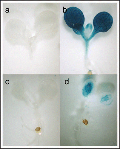 Figure 1 Induction of AOS and PDF1.2 gene expression with selenite treatment. Seedlings of transgenic plants carrying a AOS promoter::GUS insert were grown without (A) or with (B) 15 µM selenite for 7 days, and stained with X-Gluc solution. Plants containing a PDF1.2 promoter::GUS insert were also grown without (C) or with (D) 15 µM selenite, and seedlings were GUS-stained.
