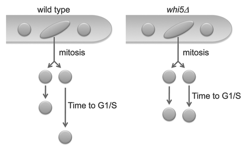 Figure 3 Model for asynchrony arising in G1. Neighboring nuclei divide asynchronously and newborn sister nuclei spend different amounts of time in G1. In mutants with altered regulation of the G1/S transition, nuclei become more synchronous.