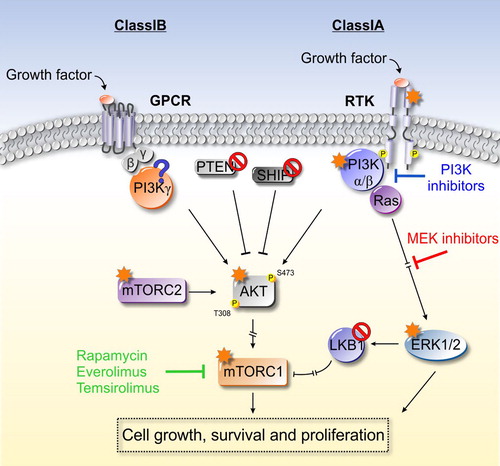 Figure 2. Mechanism of action of pharmacological inhibitors in cancer. Schematic representation of PI3K/AKT/mTOR signaling evidencing activating mutations (signed by orange stars) and loss of function mutations (signed by red interdiction symbols), that are often associated with cancer promotion. Since the literature is conflicting about the effects of PI3Kγ mutations on tumors, in this scheme the mutations affecting this isoform are represented by a question mark (in blue). Furthermore, inhibitors against PI3K, mTOR, or MEK/ERK describe the rationale of combinatorial therapies in cancer treatment.