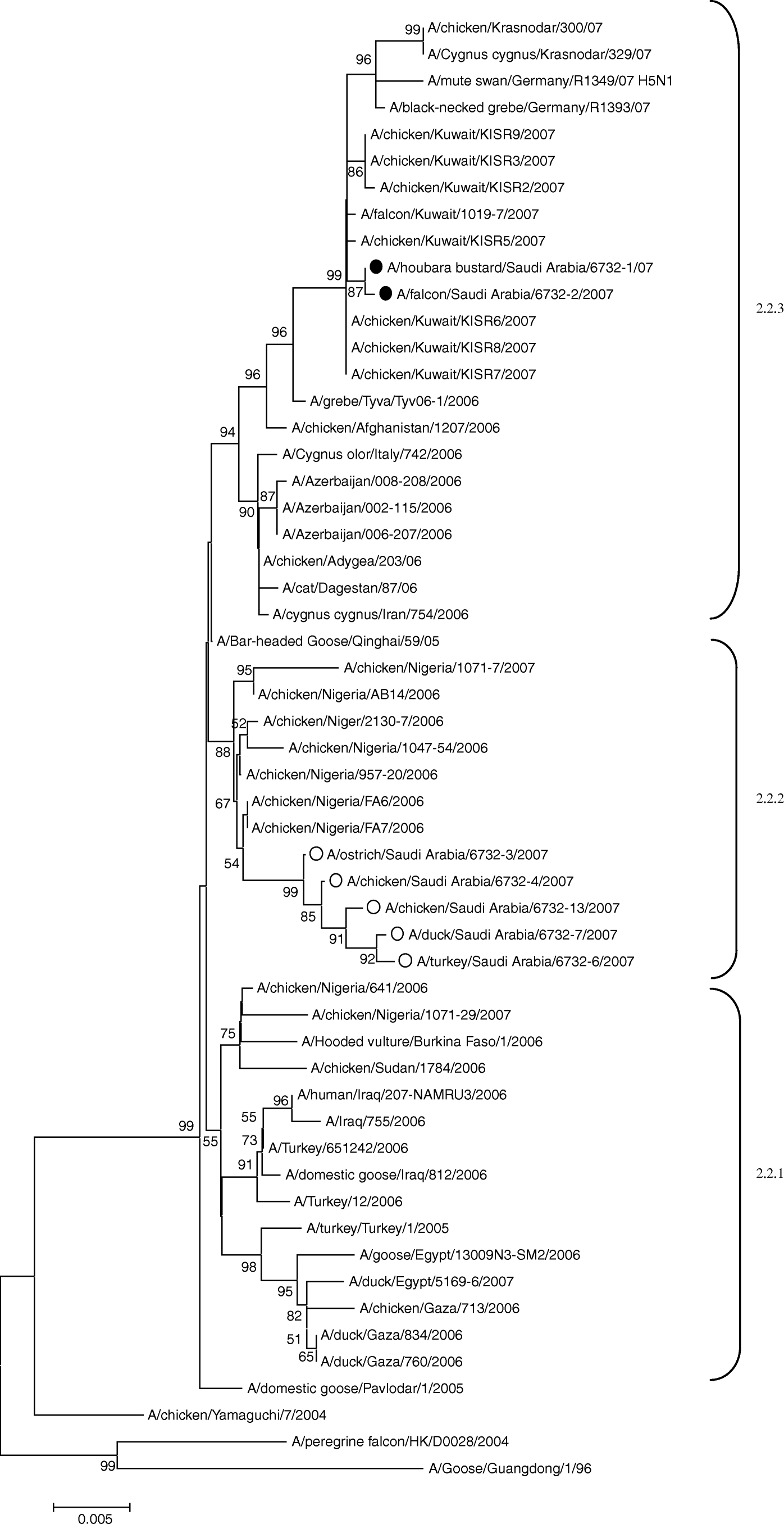 Figure 1.  Unrooted phylogenetic tree for representative HA nucleotide sequences of clade 2.2 constructed by the neighbour-joining method. Black circles, sequences generated from the viruses described in this study. Selected A/H5N1 viral sequences are included for comparison. White circles, sequences generated from viruses isolated in poultry in the KSA. Bootstrap values >50% are shown at the nodes. Genetic sublineages included in lineage 2.2 are indicated on the right-hand side.