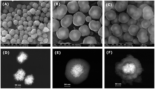 Figure 2. SEM and STEM images of the MCN@C (A, D); MCN@C/mSiO2 (B, E); and MCN/mSiO2 (C, F) nanoparticles.