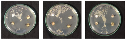 Figure 5a. Zone of inhibition against gram-positive bacteria from the leaves of Annona muricata.