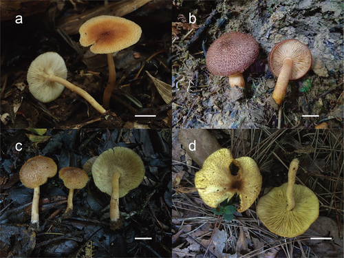 Figure 6. (a) Tricholomopsis aculeata (HKAS 129330, photo by Gengshen Wang); (b) T. bambusina (HKAS 129325, photo by Kuan Zhao); (c) T. sasae (HKAS 87193, photo by Xiao-Bin Liu); (d) T. rubroaurantiaca (HKAS 129324, photo by Jing-Wei Li). Bars: a – d = 1 cm.