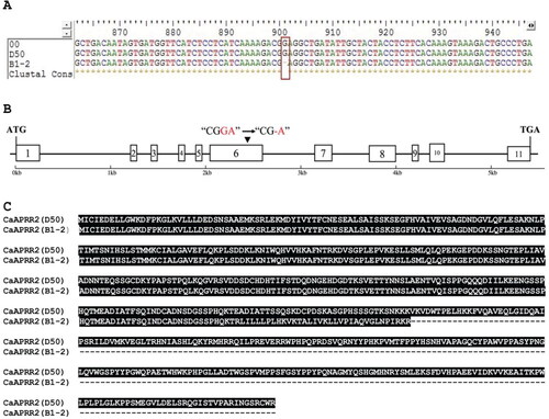 Figure 2. Multiple sequence alignment analysis of CaAPRR2-like cDNA from B1-2, D50 and the reference genome. (A) The mutation site in cDNA sequence extracted from B1-2. The red box represents a single base deletion (G) at site 901 of the B1-2 sequence, and 00 represents the reference genome sequence. (B) Structure and variation site pattern of CaAPRR2-like gene. The boxes represent the exon regions; the black line represents the intron region; the numbers 1–11 indicate the position of the exon region; the black arrow indicates the site of the single base deletion in the B-12 sequence. (C) Alignment analysis of AA sequences from B1-2 and D50.
