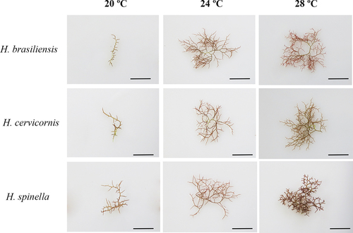 Figure 3. Morphology of Hypnea brasiliensis, H. cervicornis, and H. spinella cultured under different temperatures after 21 days of experiment. Scale bars = 1 cm.