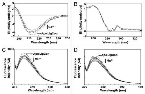 Figure 2 (A) Far-UV CD spectra of LigCon. CD Spectra were recorded using protein concentration of 1.35 mg/ml in a buffer containing 15 mM Tris (pH 7.5), 100 mM KCl and 1 mM DTT. Final calcium concentrations were 0, 100, 200 and 500 µM. Direction of arrows follows the increasing order of calcium concentration. (B) Near-UV CD spectra of LigCon. Protein concentration at 0.86 mg/ml in buffer containing 50 mM Tris (pH 7.5) and 100 mM NaCl was used in a 1 cm path length cuvette. Calcium chloride was added to a final concentration of 0, 100 and 500 µM. Steady-state fluorescence spectra of LigCon and (C) effect of Ca2+ and (D) Mg2+. 10 µM of protein in 20 mM Tris (pH 7.5), 150 mM KCl and 1 mM DTT was excited at 295 nm. Aliquots of calcium chloride or magnesium chloride from respective stock solutions were added until saturation was reached. The figure shows Trp fluorescence in the presence of 0, 0.1, 0.2, 0.3, 0.4, 0.5, 0.7, 1 and 2 mM of CaCl2.