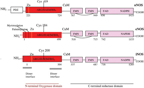 Figure 1 Human neuronal(nNOS), endothelial (eNOS) and inducible nitric oxide synthase (iNOS) domain structure (PDZ domain, named after homologous domains in three proteins: PSD‐95, DH/g, ZO‐1).