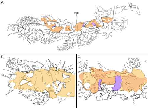 Figure 6. Entothyreos synnaustrus gen. et sp. nov., line tracings. A, Paratype ROMIP 64650, full specimen, positive (see Fig. 4A). B, Holotype ROMIP 53234, central trunk section, positive (see Fig. 3A). C, Paratype ROMIP 66325, central trunk section, negative (see Fig. 5C, E). Colours: dark yellow, surface cuticular layer; light orange, sclerotic sheet; purple, intercalary element. Line legend as indicated in A.