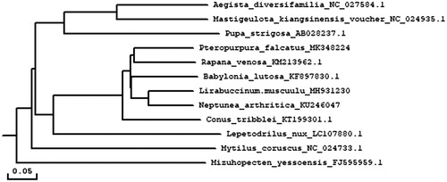 Figure 1. Consensus neighbor-joining tree based on the complete mitochondrial sequence of P. falcatu and other 11 mollusc. species. The phylogenetic tree was constructed using MEGA 7.0 and DNAMAN 6.0 software by the neighbor-joining method. The numbers at the tree nodes indicates the percentage of bootstrapping after 1000 replicates.