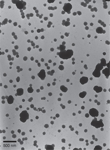 Figure 4 Transmission electron micrograph of superparamagnetic particles used in the present assay. The particles are visualized as black irregularly shaped objects against a background of smaller less electron-dense material. Scale bar 500 nm.