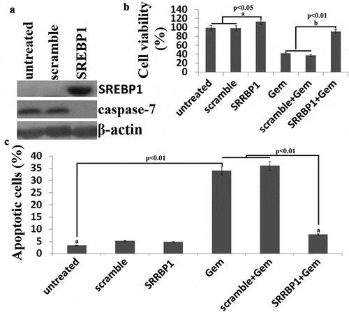 Figure 4. SREBP1 overexpressionincreases chemoresistance of HCT116 cells to Gem. a, HCT116 cells were transfected into Lv- SREBP1 or Lv-scramble for 48 h, SREBP1 and caspase-7 was detected by western blot assay. b, HCT116 cells were transfected into Lv- SREBP1 or Lv-scramble for 24 h, then treated with 20 uM Gem for 72 h. Cell proliferation assay ofHCT116 cells using cell counting kit-8 assay. c, HCT116 cells were transfected into Lv- SREBP1 or Lv-scramble for 24 h, then treated with 20 uM Gem for 72 h. Cell apoptosis was analyzed on a FACSCalibur. Data are shown as mean±SD.