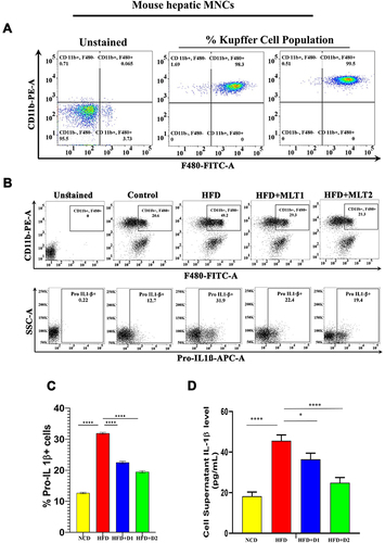 Figure 2 MLT reduced HFD-induced Kupffer cell activation. (A) Characterization of Kupffer cells by flow cytometric analysis using F480-FITC and CD11b-PE dual staining (B) Change of the activated Kupffer cells population in HFD and MLT treated groups and simultaneously Pro-IL 1β level also checked by flow cytometry using Pro-IL-1β-APC. (C) Bar graph of Pro-IL1β population observed from Kupffer cells (D) Kupffer cell were isolated from the mice liver and IL-1β was measured by ELISA from the cell supernatant. The values indicate the mean ± SEM (n=3). *p < 0.05, ****P<0.0001.