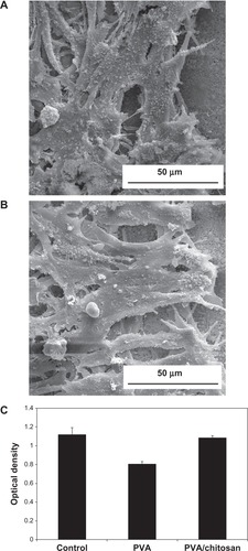Figure 9 (A) and (B) Attachment of PC12 nerve cells into PVA/chitosan nanofibrous scaffolds; (C) MTT analysis of PVA and PVA/chitosan samples.Abbreviations: PVA, polyvinyl alcohol; MTT, 3-(4,5-Dimethylthiazol-2-yl)-2,5-diphenyltetrazolium bromide.