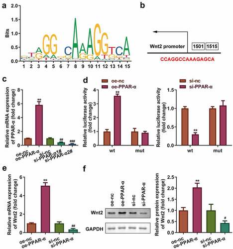 Figure 6. PPAR-ɤ/RXR-α heterodimers transcriptionally activated Wnt2 signaling pathway. (a) The binding motif of PPAR-ɤ. (b) The binding sites of PPAR-ɤ predicted by JASPAR. (c, d) The binding sites verified by luciferase assay. (e, f) mRNA and protein expression of Wnt signaling pathway. **P < 0.01, ##P < 0.01.