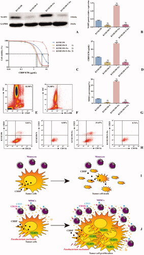 Figure 5. NLRP3 is a key regulatory factor of Fn-induced MDSCs enrichment and CDDP treatment resistance in ESCC. A: Western blot was used to detect the expression of NLRP3 protein in each cell line; B: Differences in NLRP3 protein expression among the groups of cell lines; C: Dose–response curve of CDDP; D: Differences in CDDP IC50 values among the groups of cell lines; E: Leukocyte population (CD45+ cells); F: HLA-DR− Cell population; G: Differences in percentage of MDSCs (CD45+HLA-DR−CD11b+CD33+ cells) in each group; H: Flow cytometry of the percentage of MDSCs (CD45+HLA-DR−CD11b+CD33+ cells) in each group; I: Scientific schematic diagram of CDDP inducing the death of tumour cells not infected by Fn; J: Scientific schematic diagram of the enrichment of MDSCs caused by Fn via the activation of NLRP3 in ESCC cells and resistance to CDDP treatment. 1) Compared with the KYSE150 group, p < 0.05, and 2) compared with the KYSE150 + Fn group, p < 0.05.