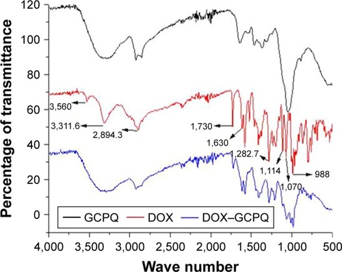 Figure 6 FTIR spectra of GCPQ, DOX and DOX–GCPQ.Abbreviations: DOX, doxorubicin; FTIR, Fourier transformed infrared; GCPQ, quaternary ammonium palmitoyl glycol chitosan.