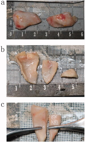 Figure 1. (a) Two pieces of ear cartilage removed; (b) The ear cartilage has been processed; (c) Two pieces of ear cartilage with folding function.