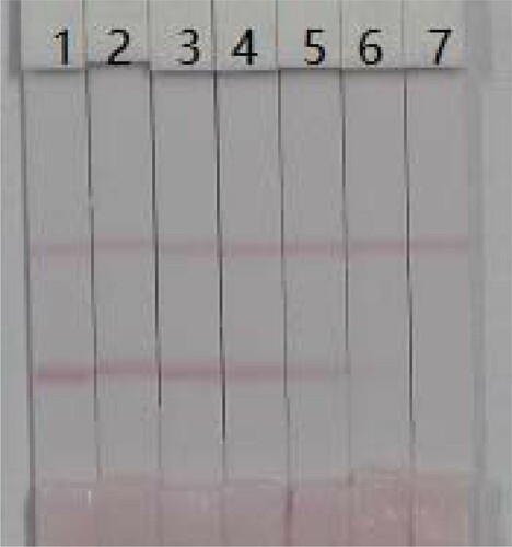 Figure 7. FM image detection by immunochromatographic strip in whole milk. Coating concentration is 0.5 mg/mL (coating 1, FM-EDC-BSA). A series of whole milk samples spiked FM were used for the immunochromatographic strip test. 1 = 0 ng/mL, 2 = 0.1 ng/mL, 3 = 0.25 ng/mL, 4 = 0.5 ng/mL, 5 = 1 ng/mL, 6 = 2.5 ng/mL, and 7 = 5 ng/mL. The cutoff value is 5 ng/mL.